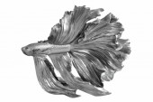 Deko Fisch Crowntail 36cm silber/ 43175 